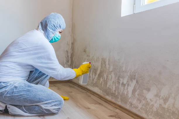Black mold inspection in Shakopee