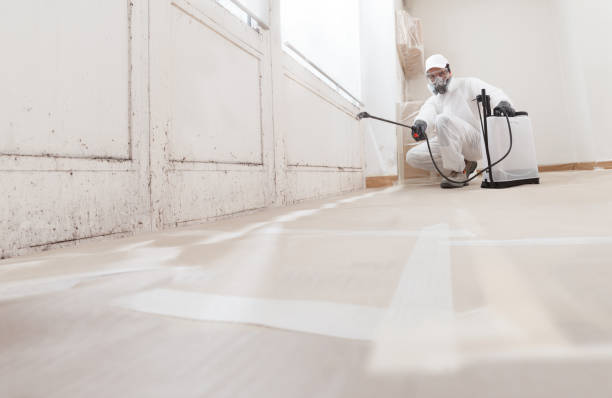 Black mold remediation team in Shakopee